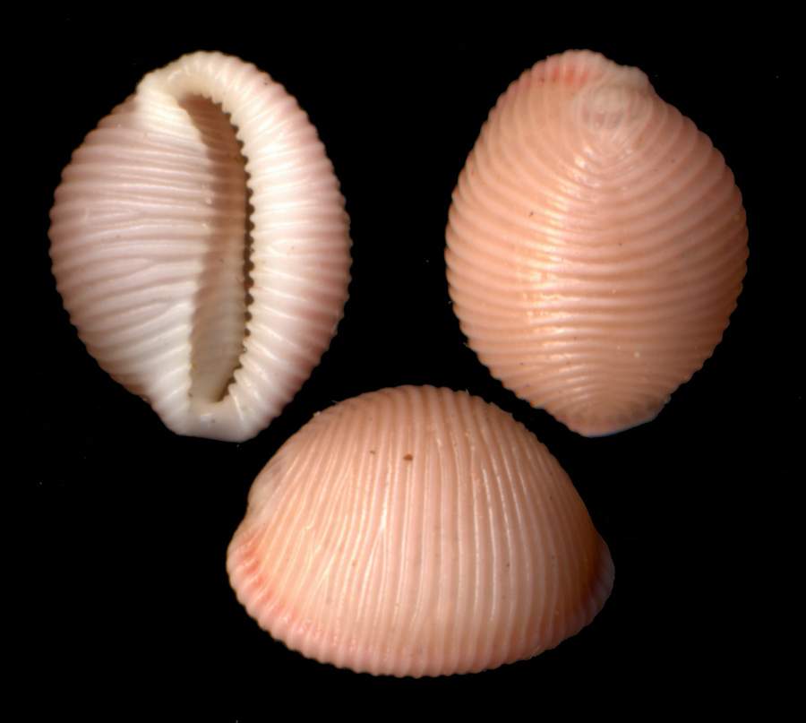 trivia arctica ?